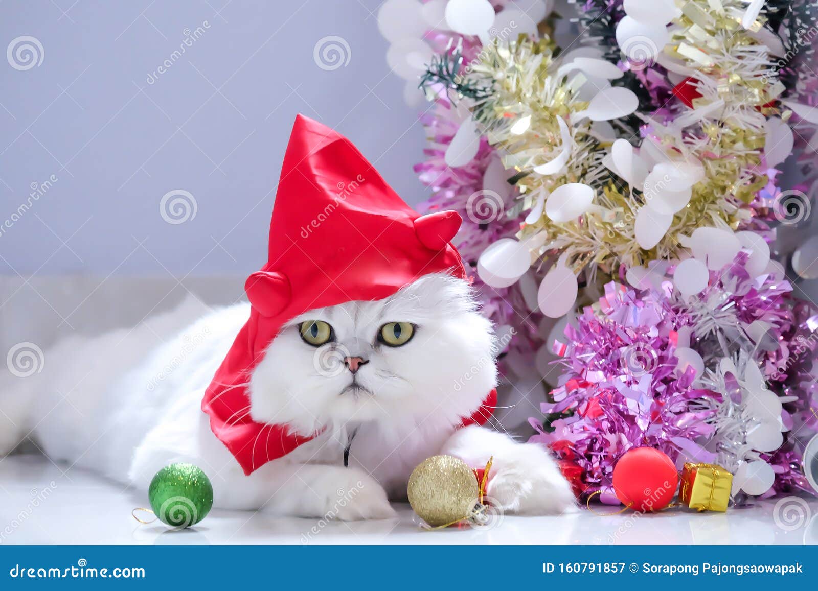 furry british white cat chinchilla cute cat.halloween cat with little devil hat