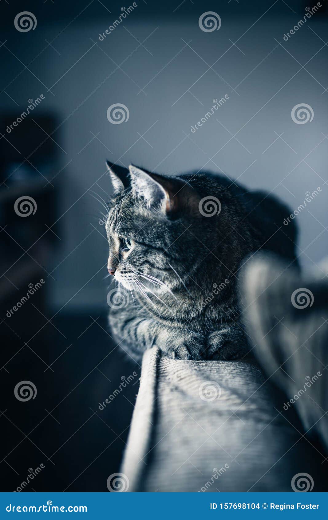 Furry Brown and Grey Kitty is Walking in the Garden Near the House