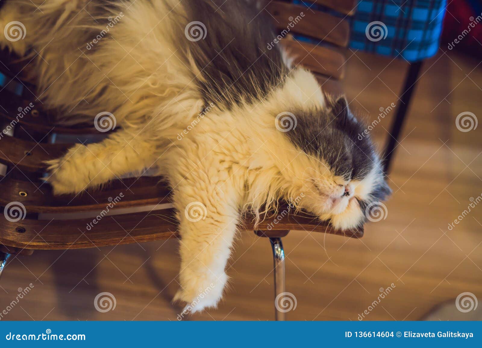 Furry Cat is Sleeping on a Chair Stock Photo Image of floor, domestic