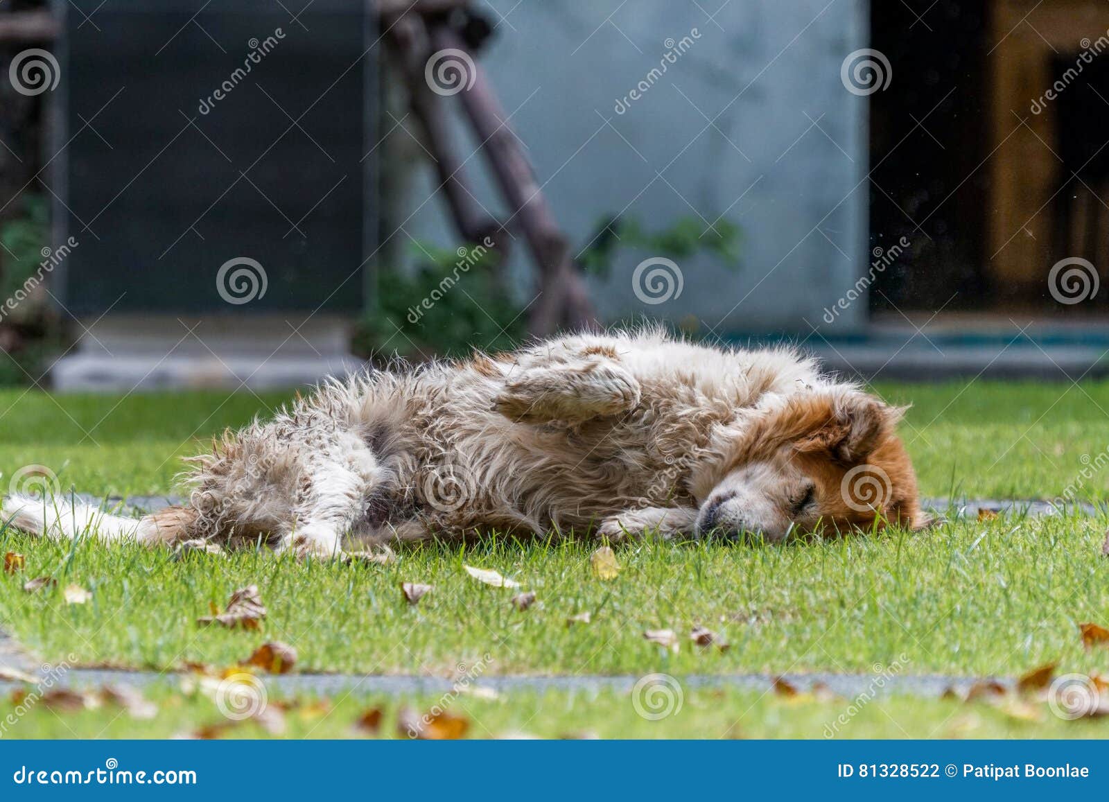 A furry dog playing dead stock photo. Image of pose, skin 81328522