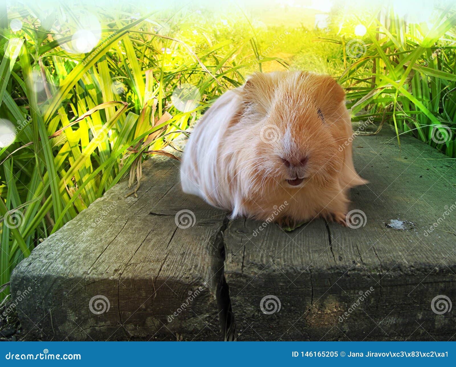 Furry guinea pig in nature stock image. Image guinea - 146165205