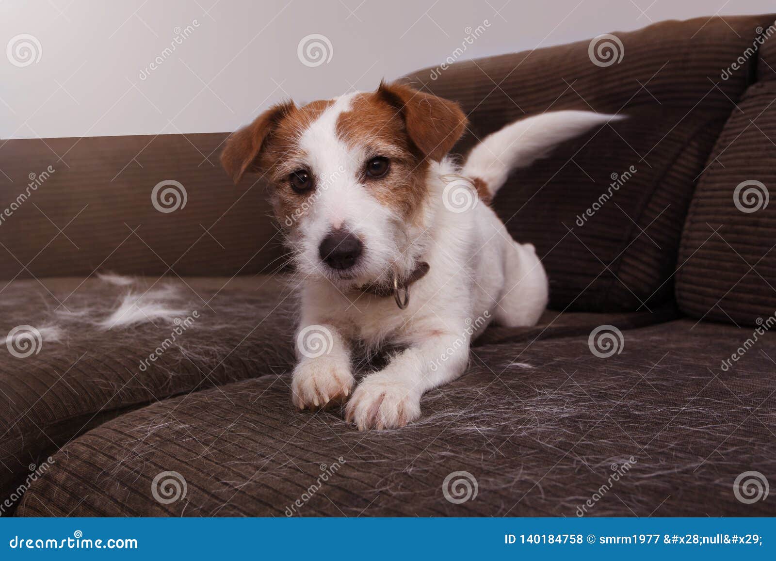 long haired jack russell shedding