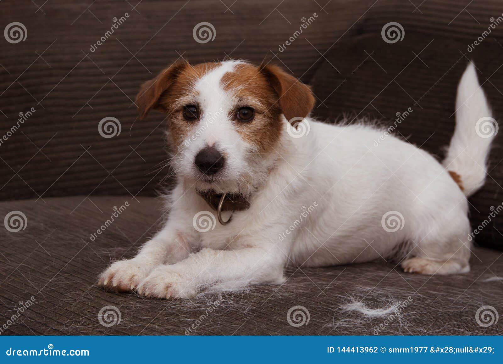 long haired jack russell shedding