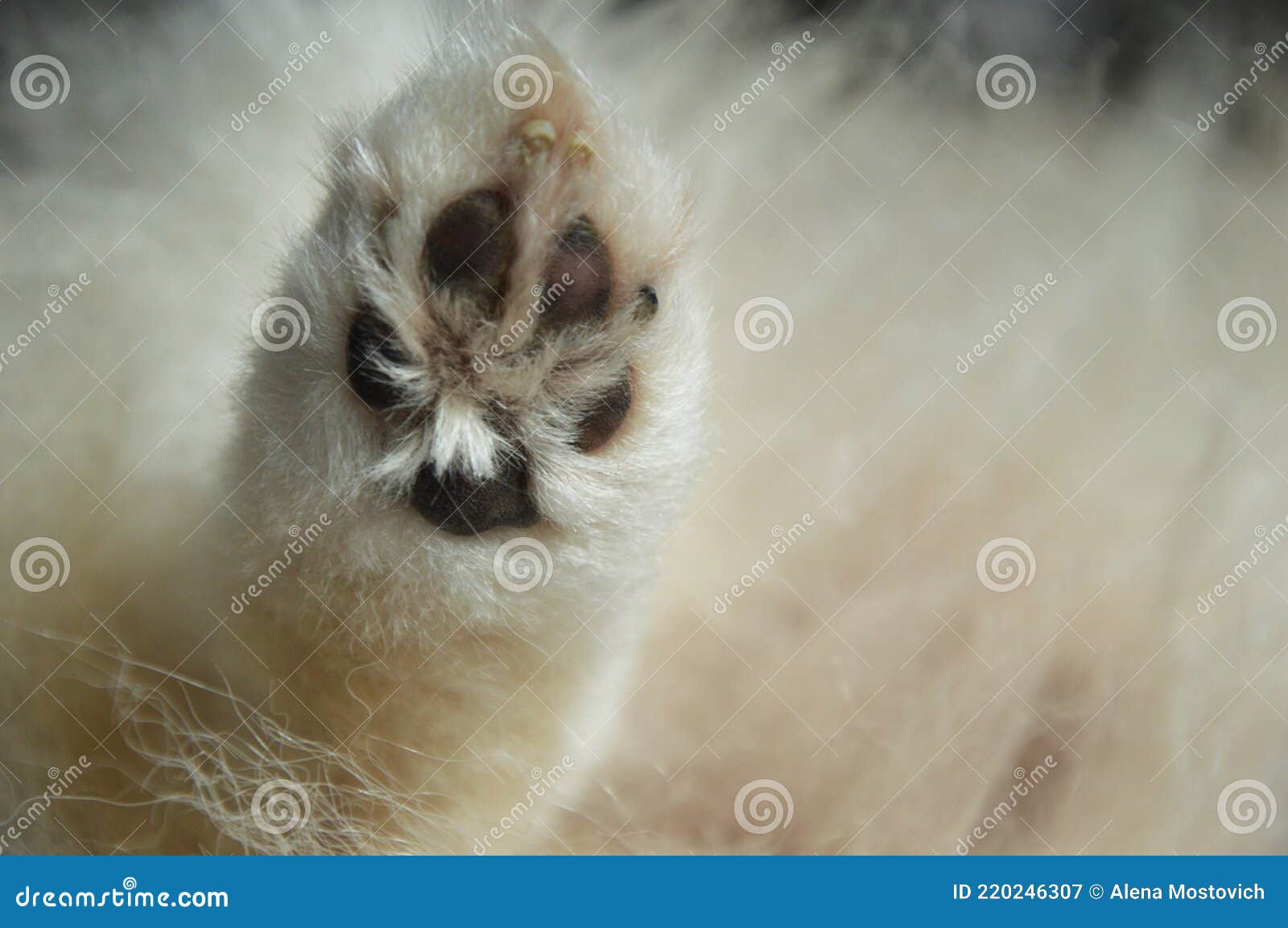 The Furry Paw of a Small White a Pet. Stock Image - Image of pets, feline: 220246307