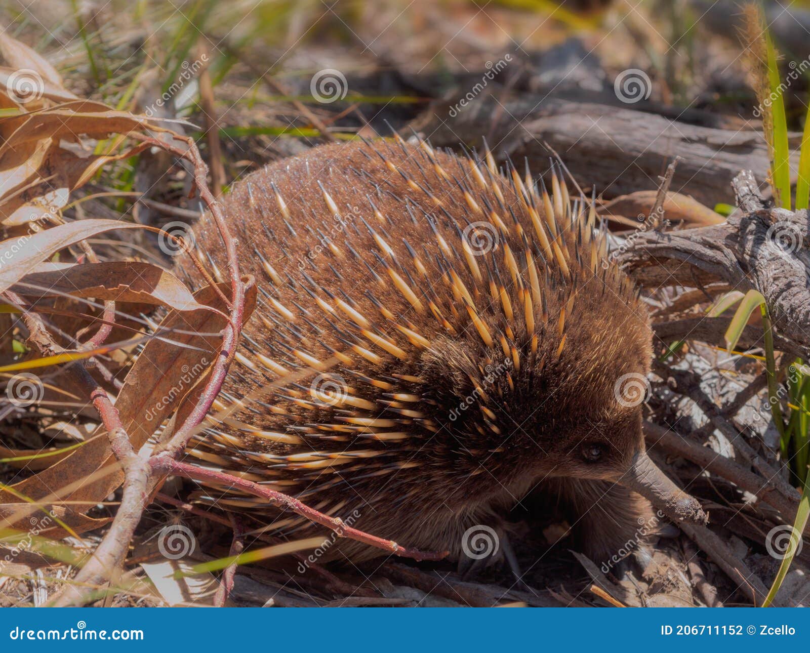 Furry Tasmanian Short-beaked Echidna Stock Photo - Image of tasmanian ...