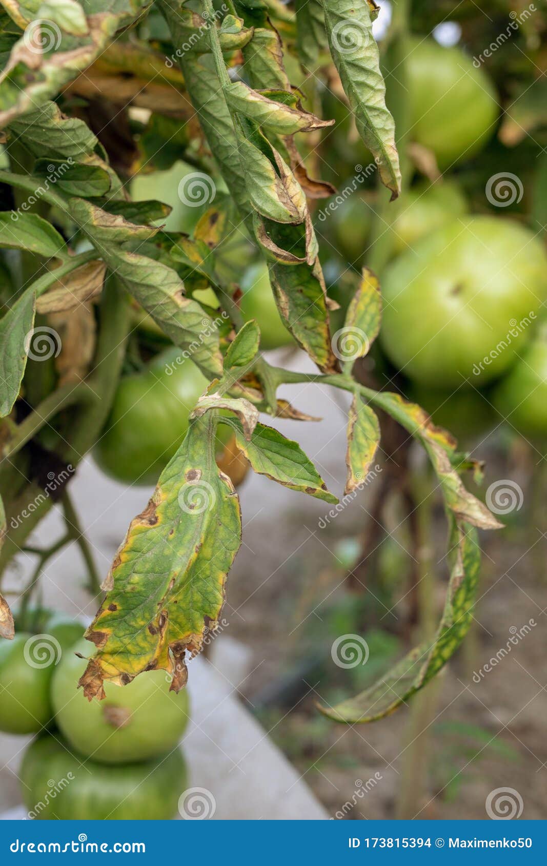 Fusarium Wilt Disease On Tomato Damaged By Disease And Pests Of Tomato