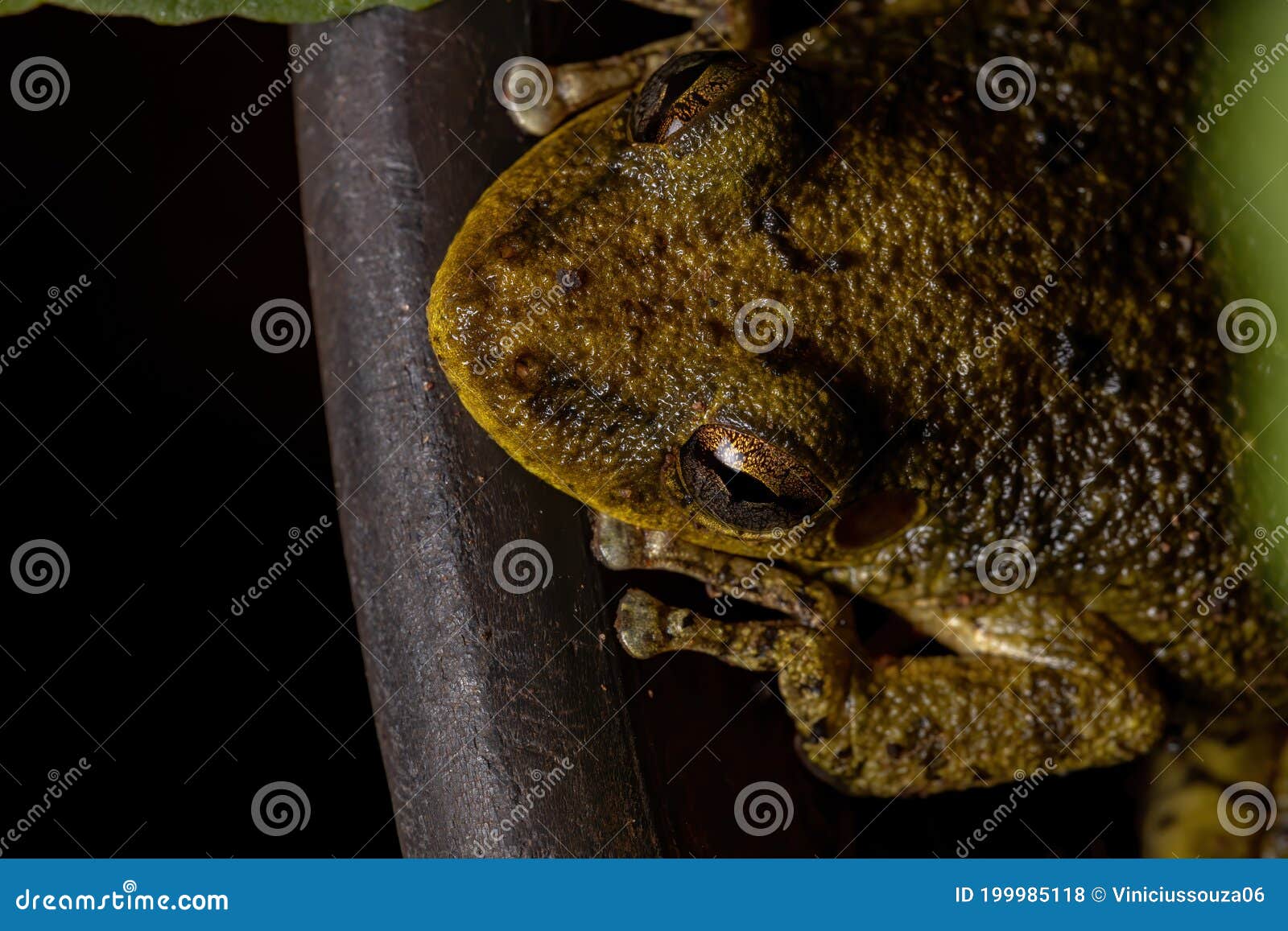 fuscous-blotched snouted tree frog