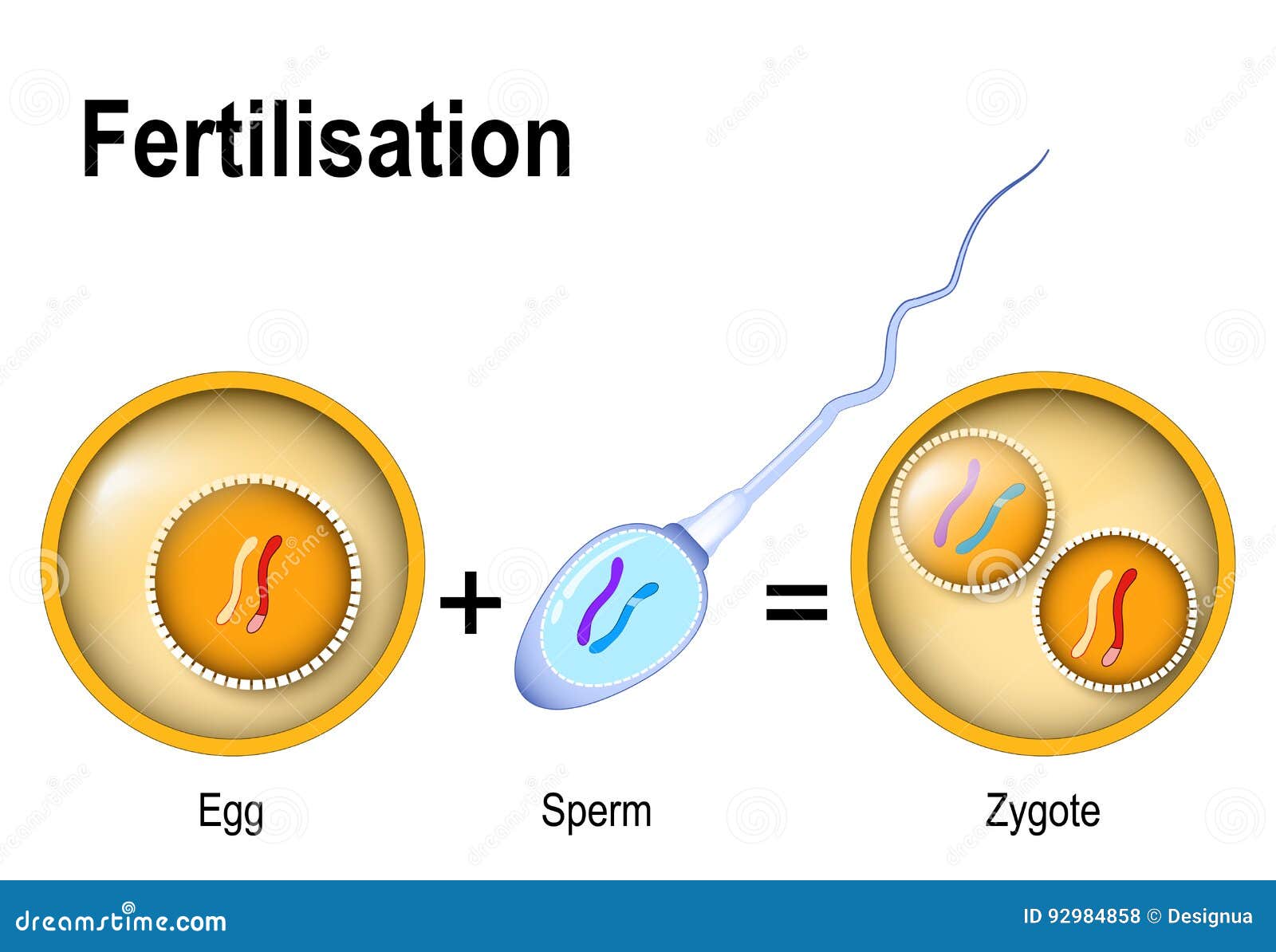 fusion of two haploid gametes to form a diploid zygote.