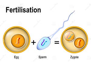 Ovum Cartoons Illustrations Vector Stock Images 1043 Pictures To 