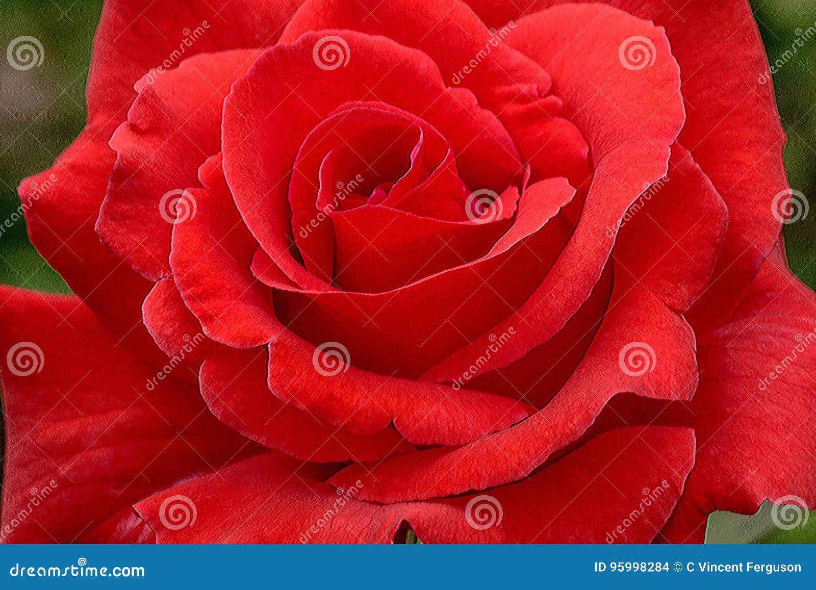 futura red rose