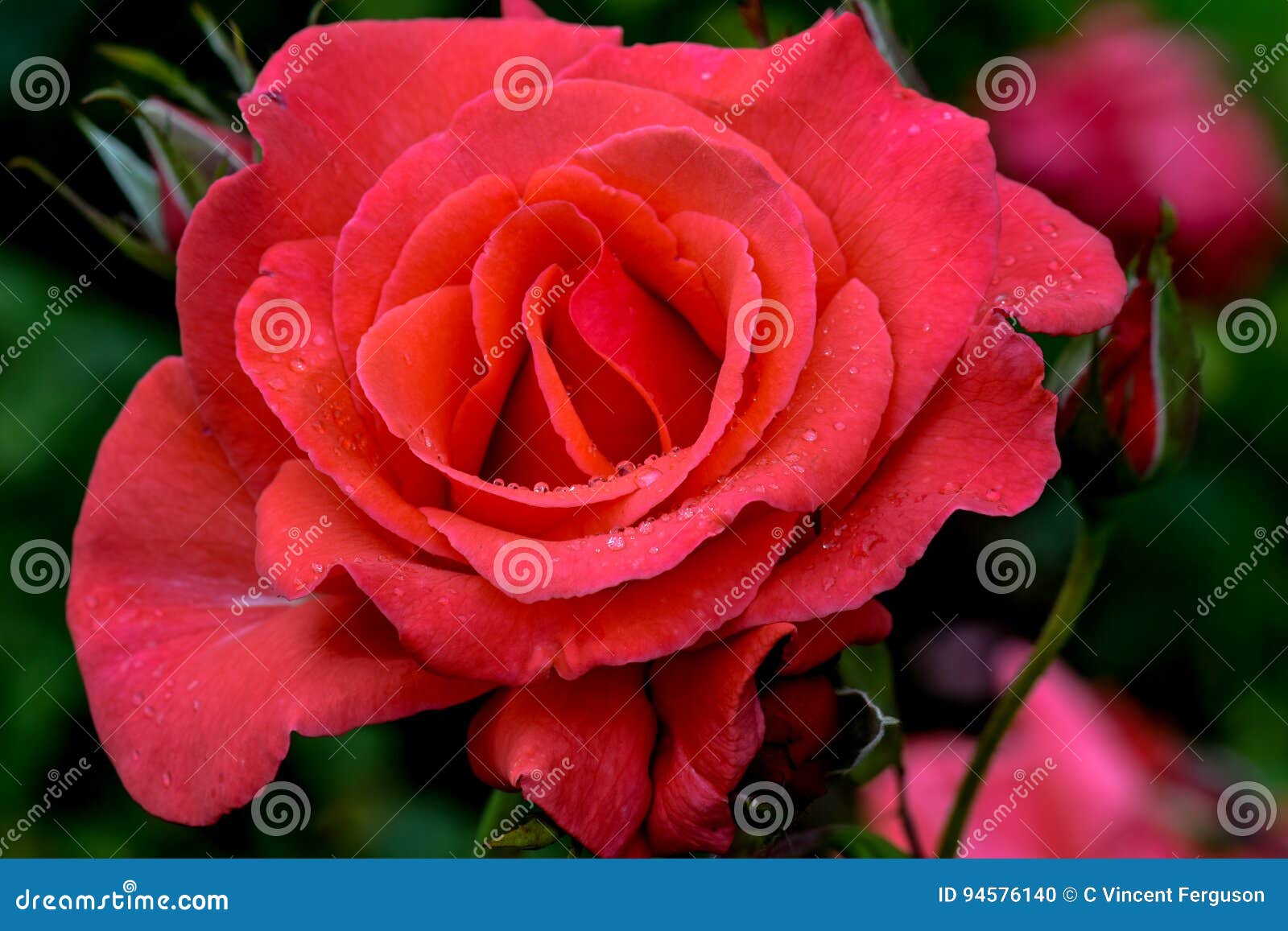 futura rose flower bud