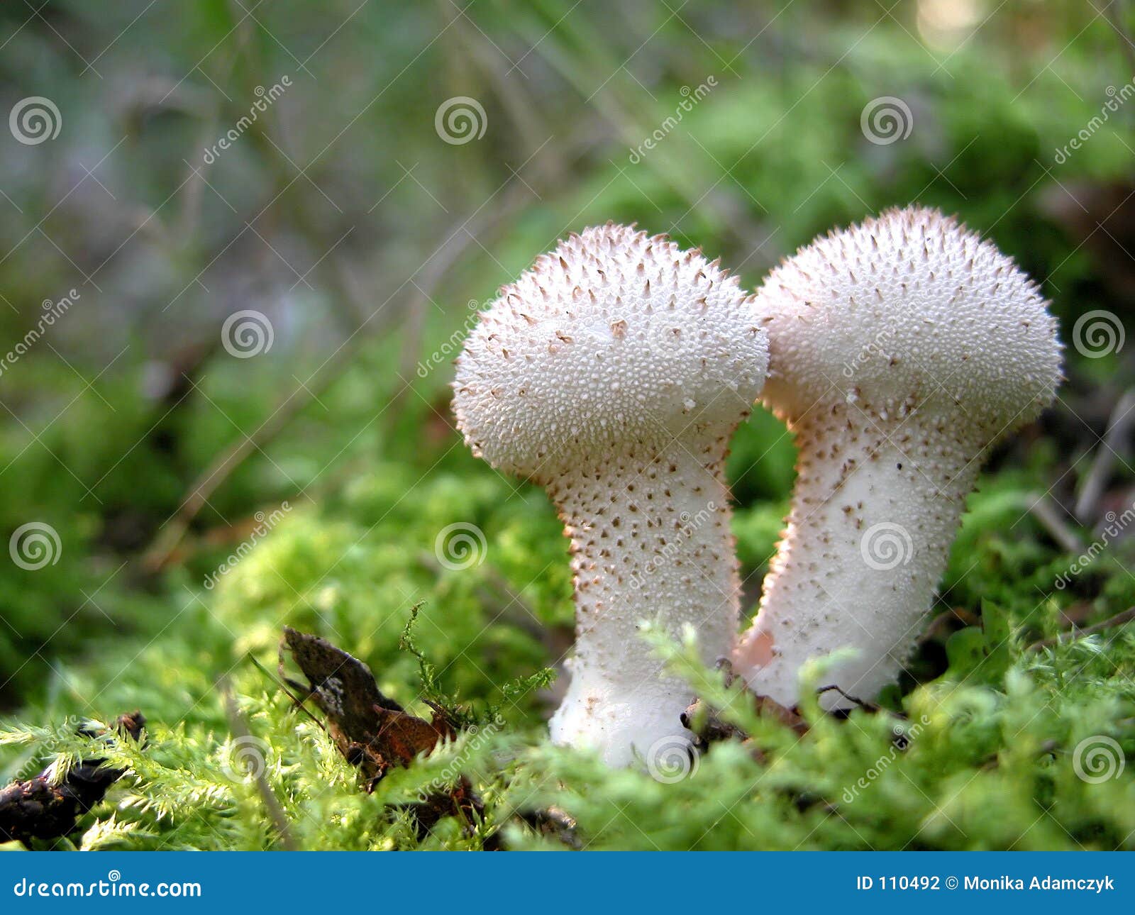 Fuzz-ball Stock Photography - Image: 110492