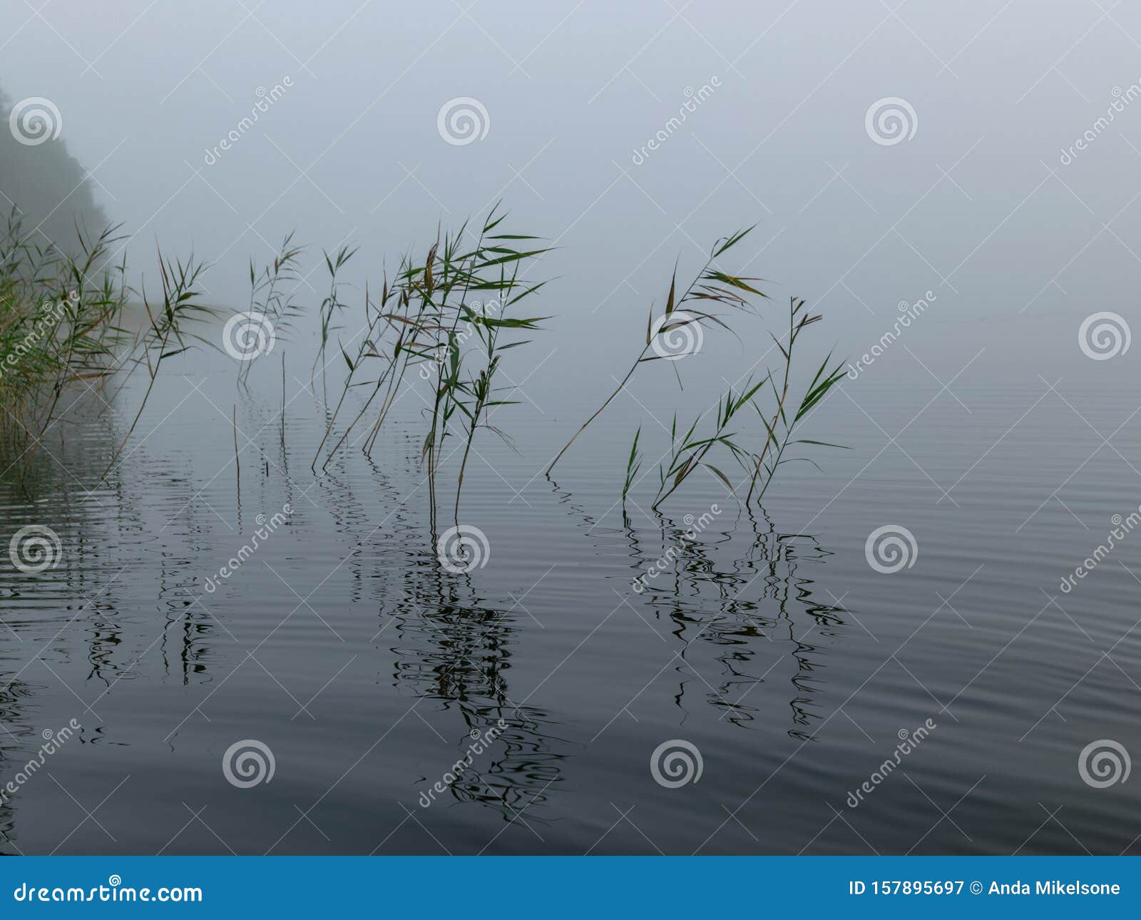 the fuzzy background of lake lielezers of augstroze with thick trees in the foreground and fog in the distance