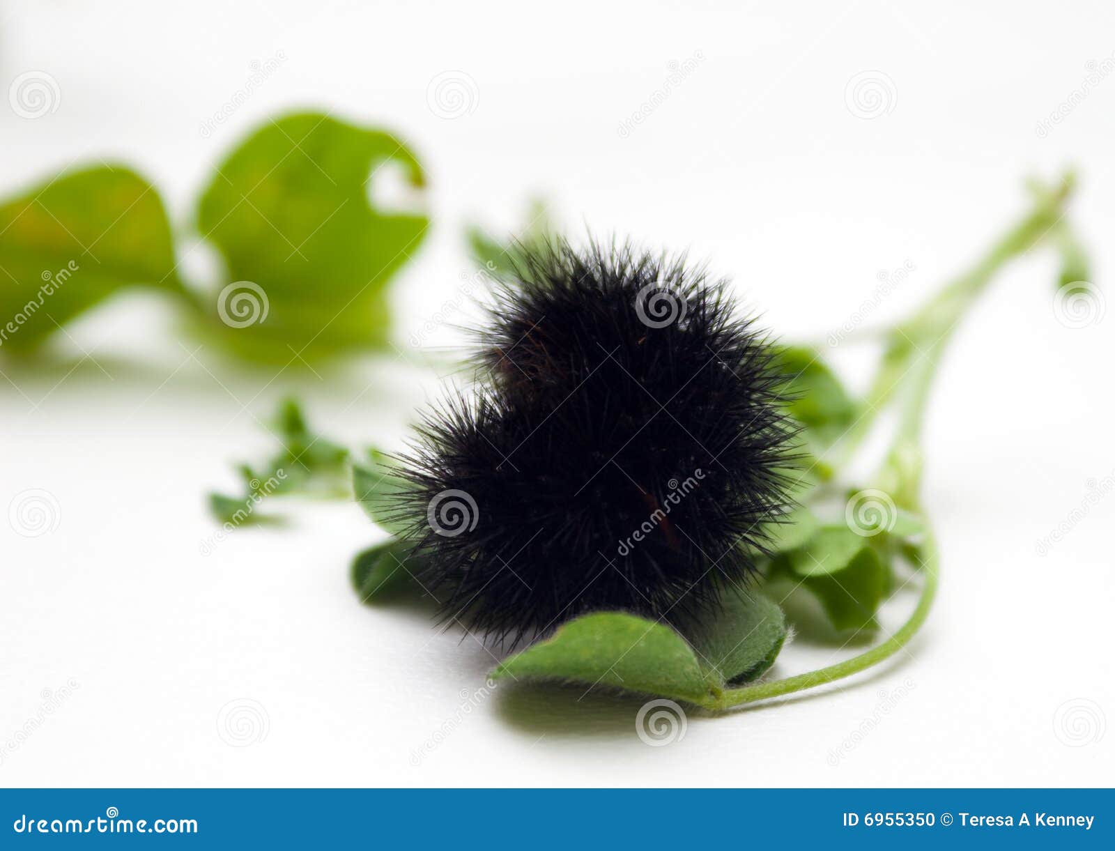 Fuzzy Caterpillar Stock Image | CartoonDealer.com #50487913