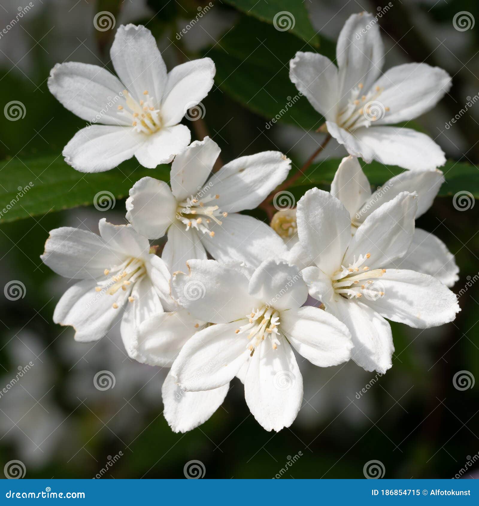 fuzzy deutzia, deutzia scabra