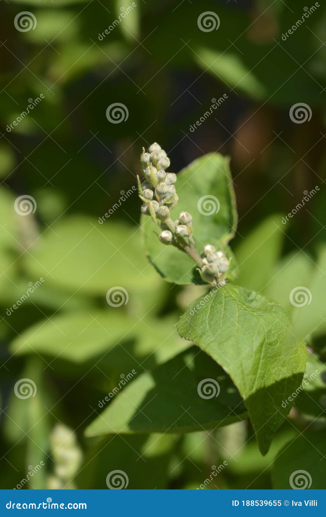 fuzzy deutzia flore pleno