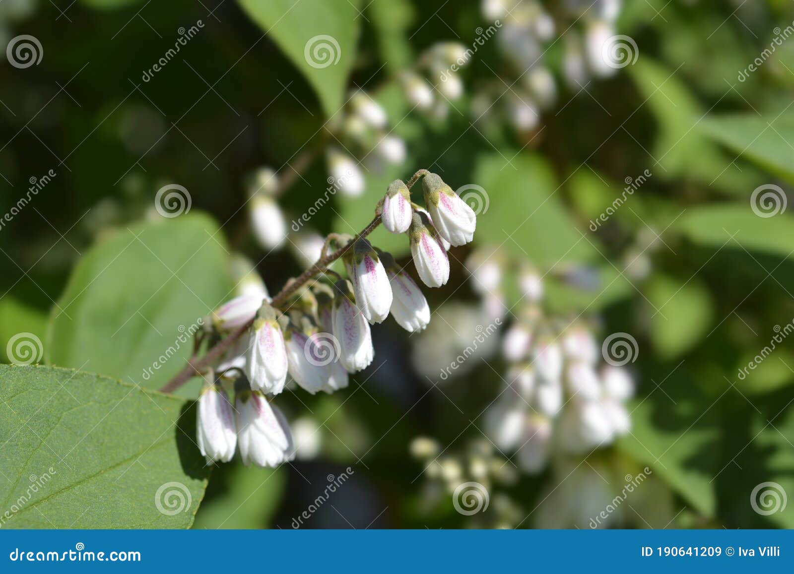 fuzzy deutzia flore pleno