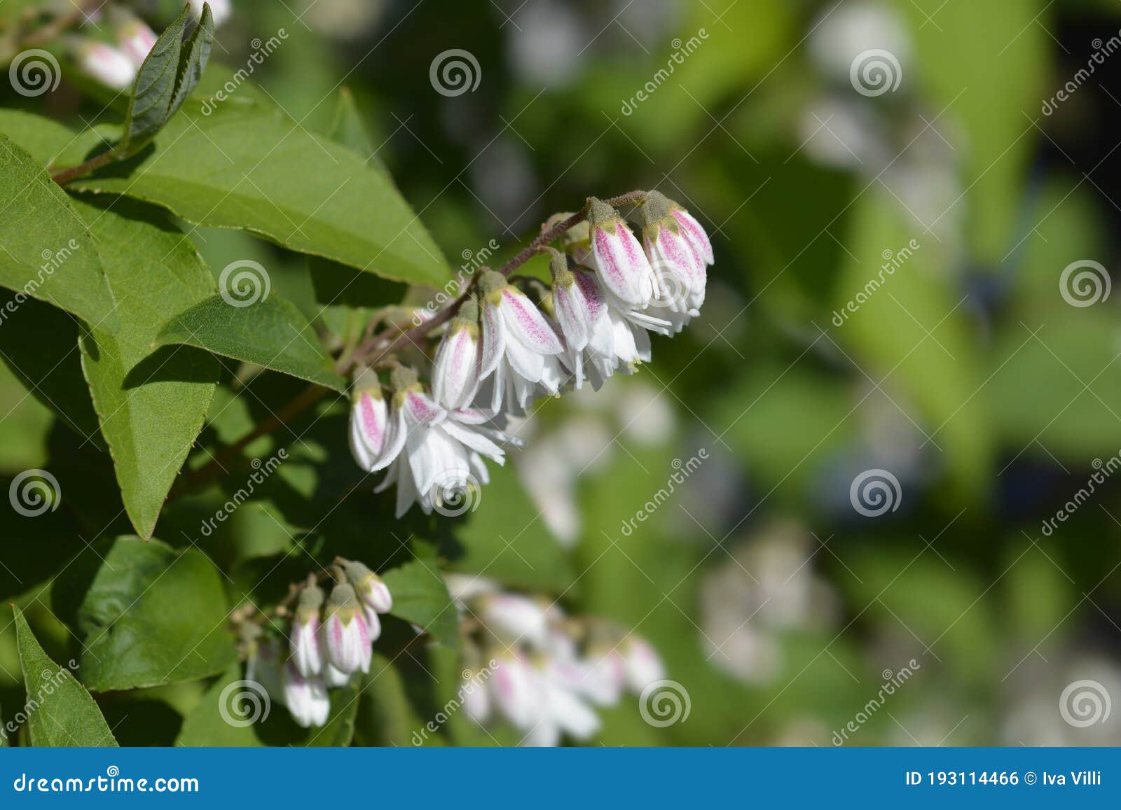 fuzzy deutzia flore pleno