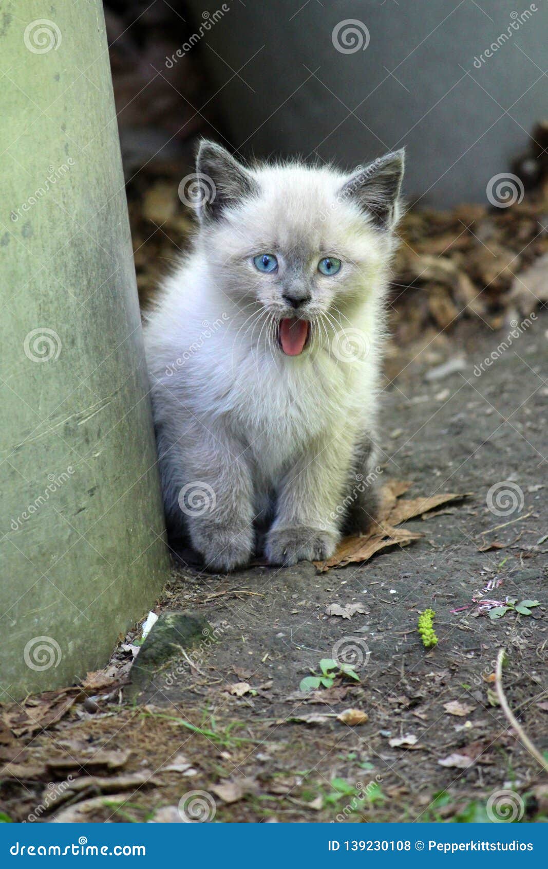 blue point kitten