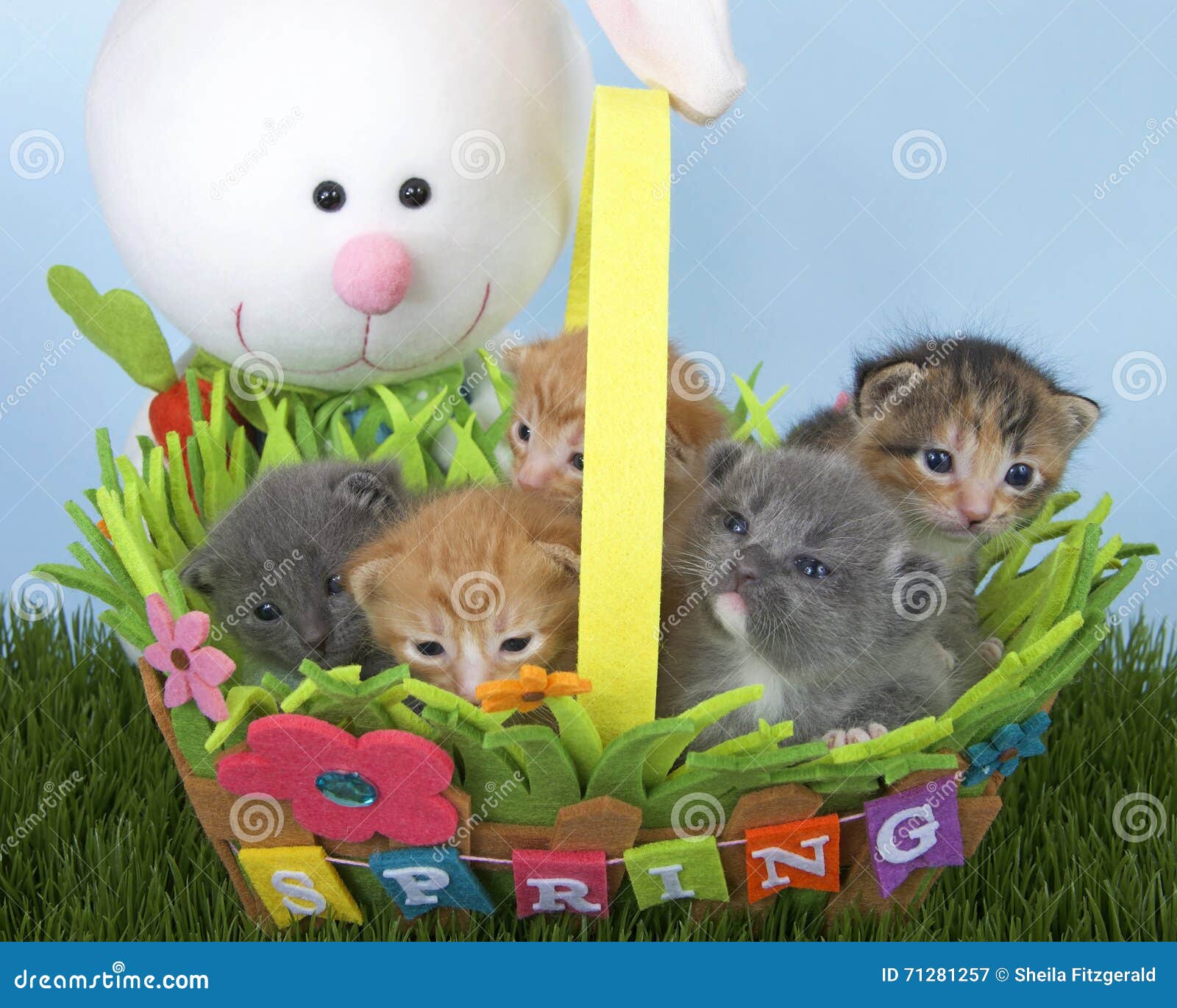 Fuzzy Fluffy Gray 4 Week Old Tabby Kitten Peaking Over the Top of