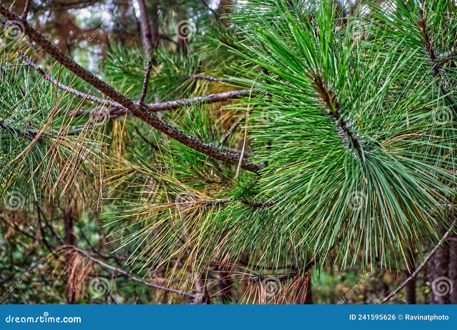 Fuzzy Mountain Shrubs of Superior Thunder Bay, Ontario, Canada Stock