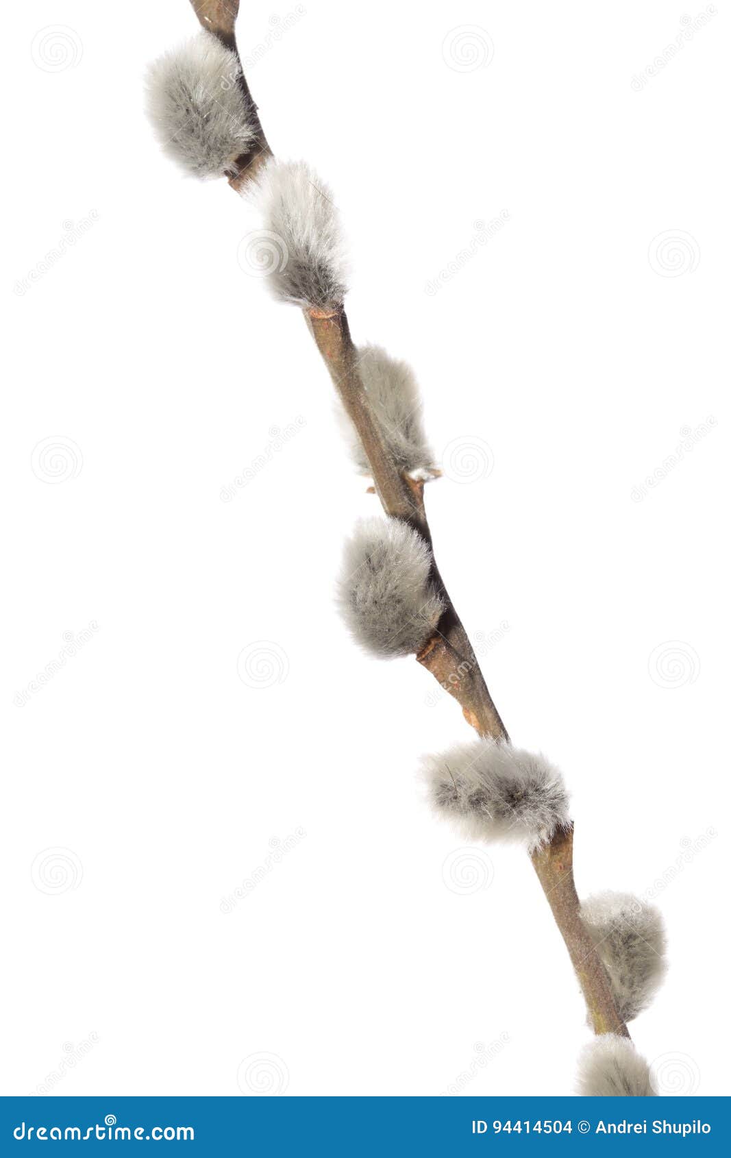 Fuzzy Willow on Branch Isolated on White Background Stock Photo Image