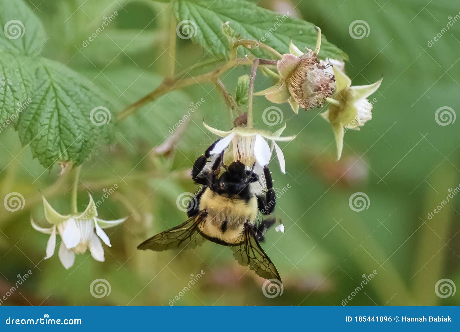 Yellow Bumblebee Pollinating Raspberry Blossoms Stock Photo Image of