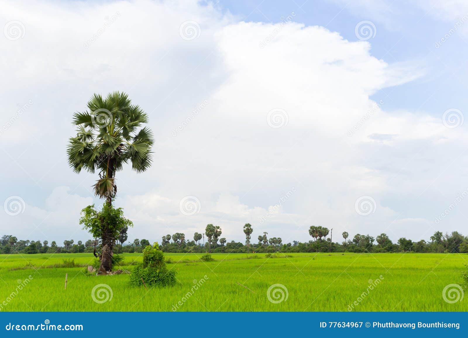 Fält för kokospalmrislantgård i Laos. För risblad för kokospalm grönt fält för lantgård i Laos