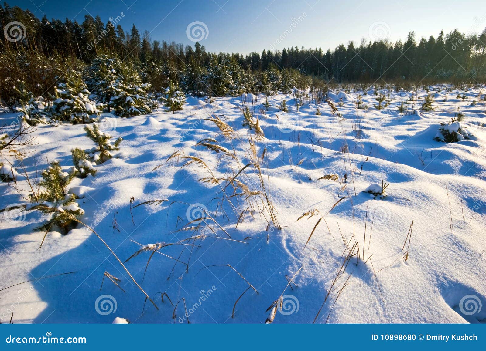 Fältvinter. För fältsky för bakgrund blå vinter