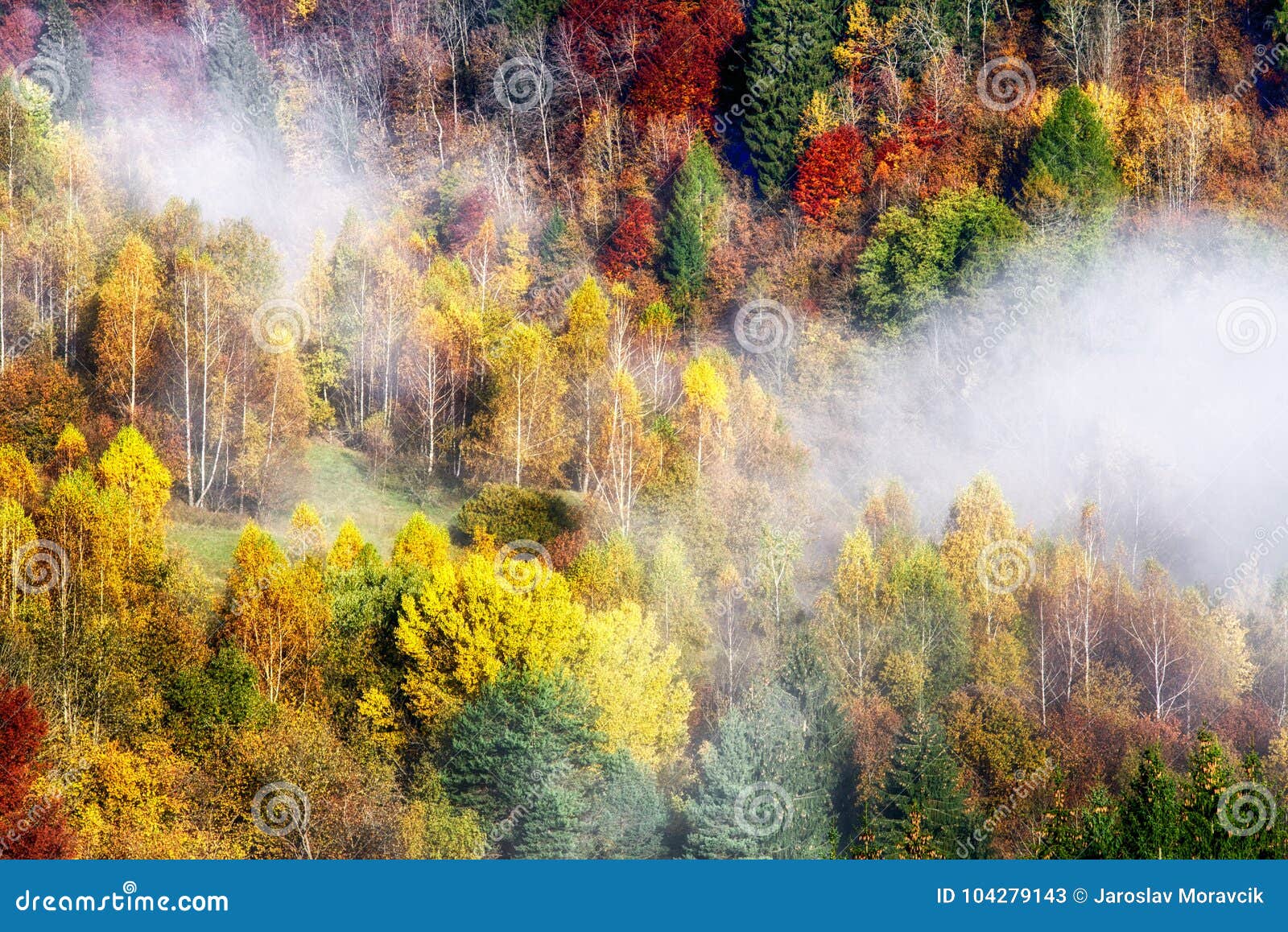 Färgrik höstskogdimma träd. Färgrik närmare detalj för säsong för höstträd- och ogenomskinlighetsskog - nedgång