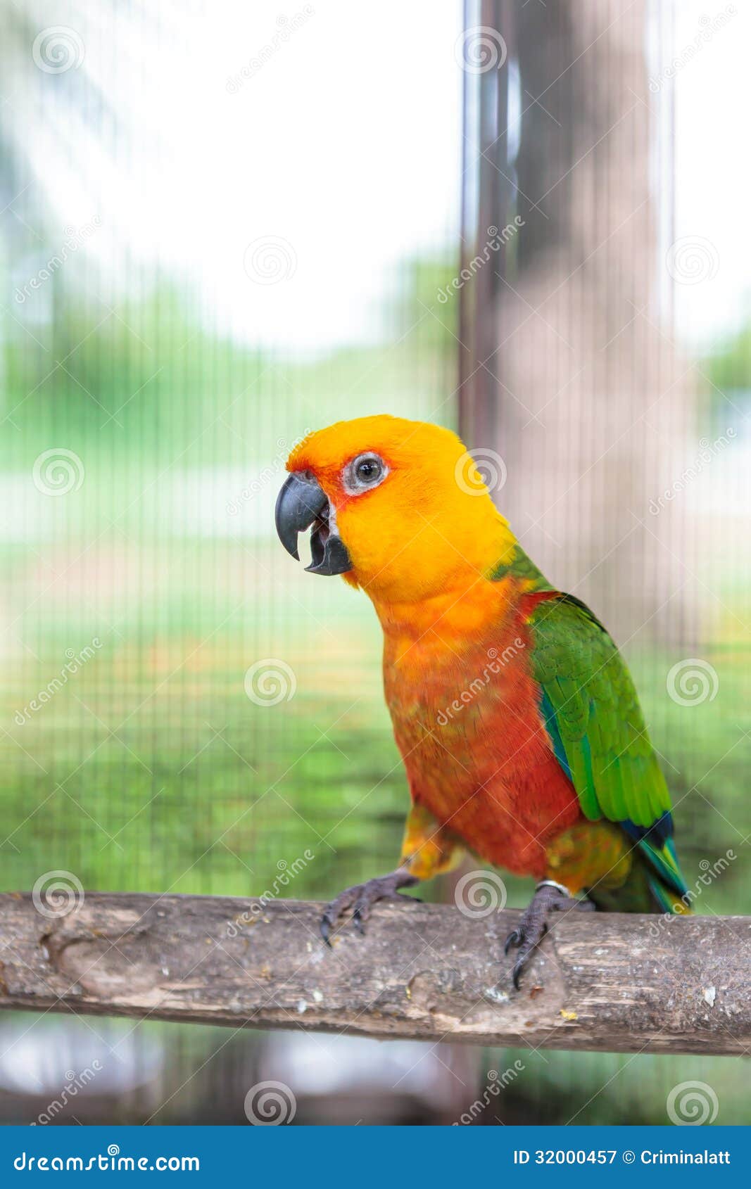 Färgrik jandayaconurefågel på sittpinnen