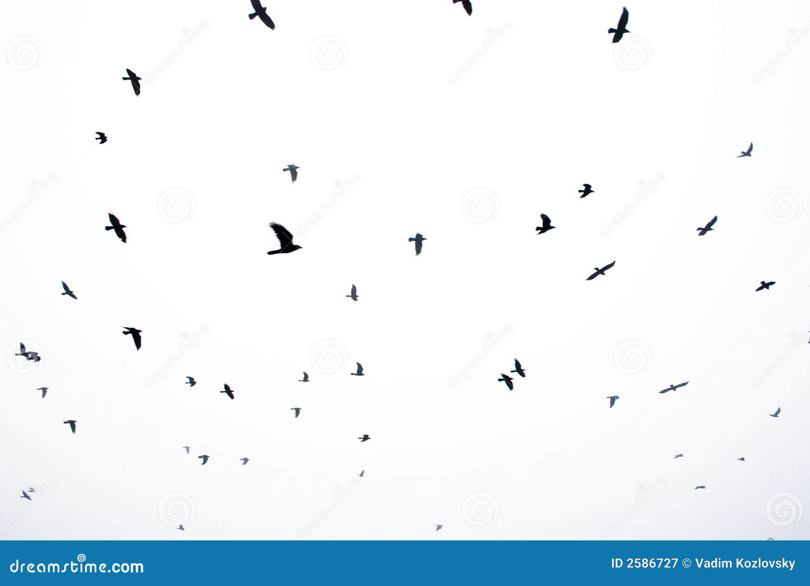 Fåglar som flyger den neutrala skyen