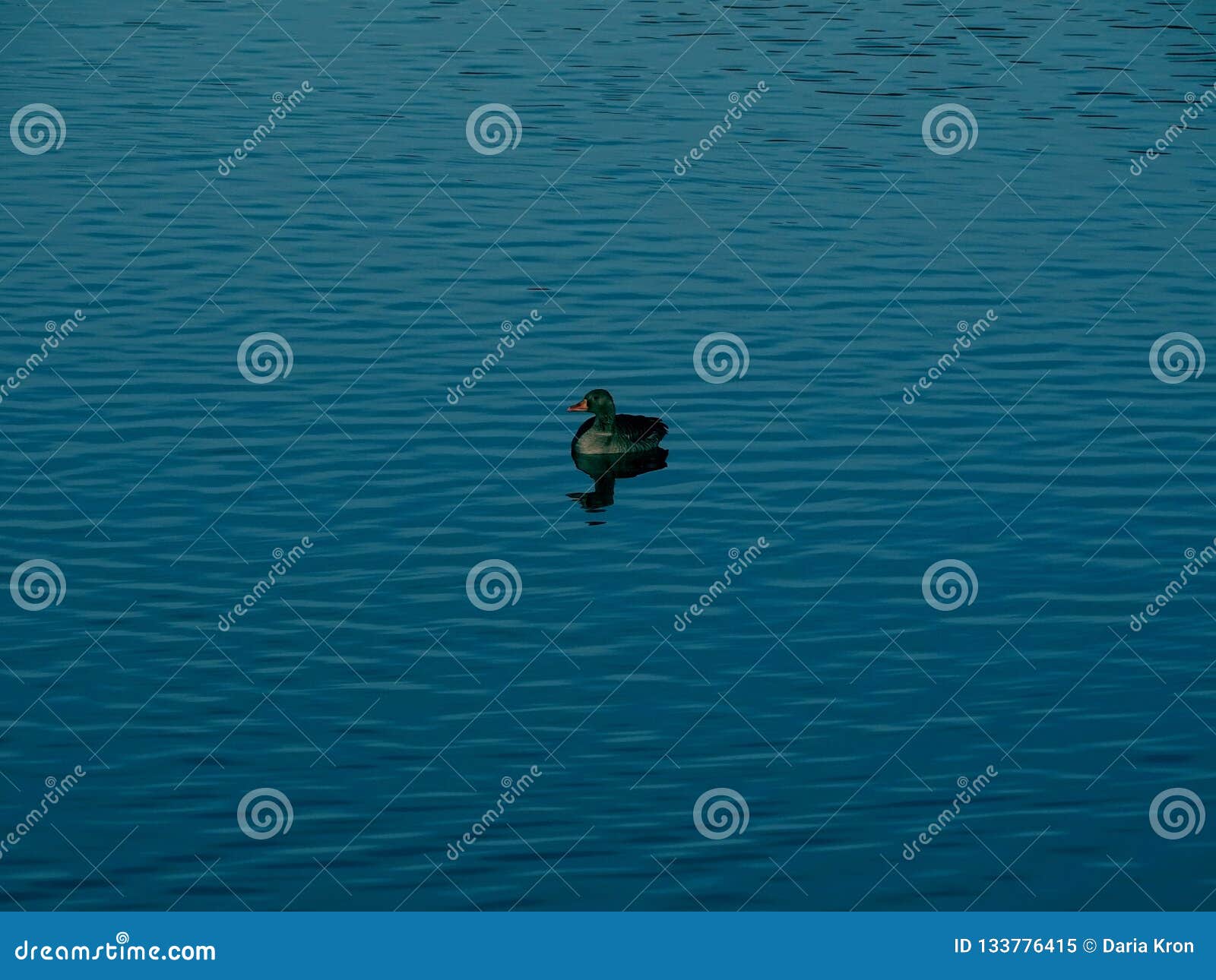 Fåglar på laken. Fåglar på sjön i höst