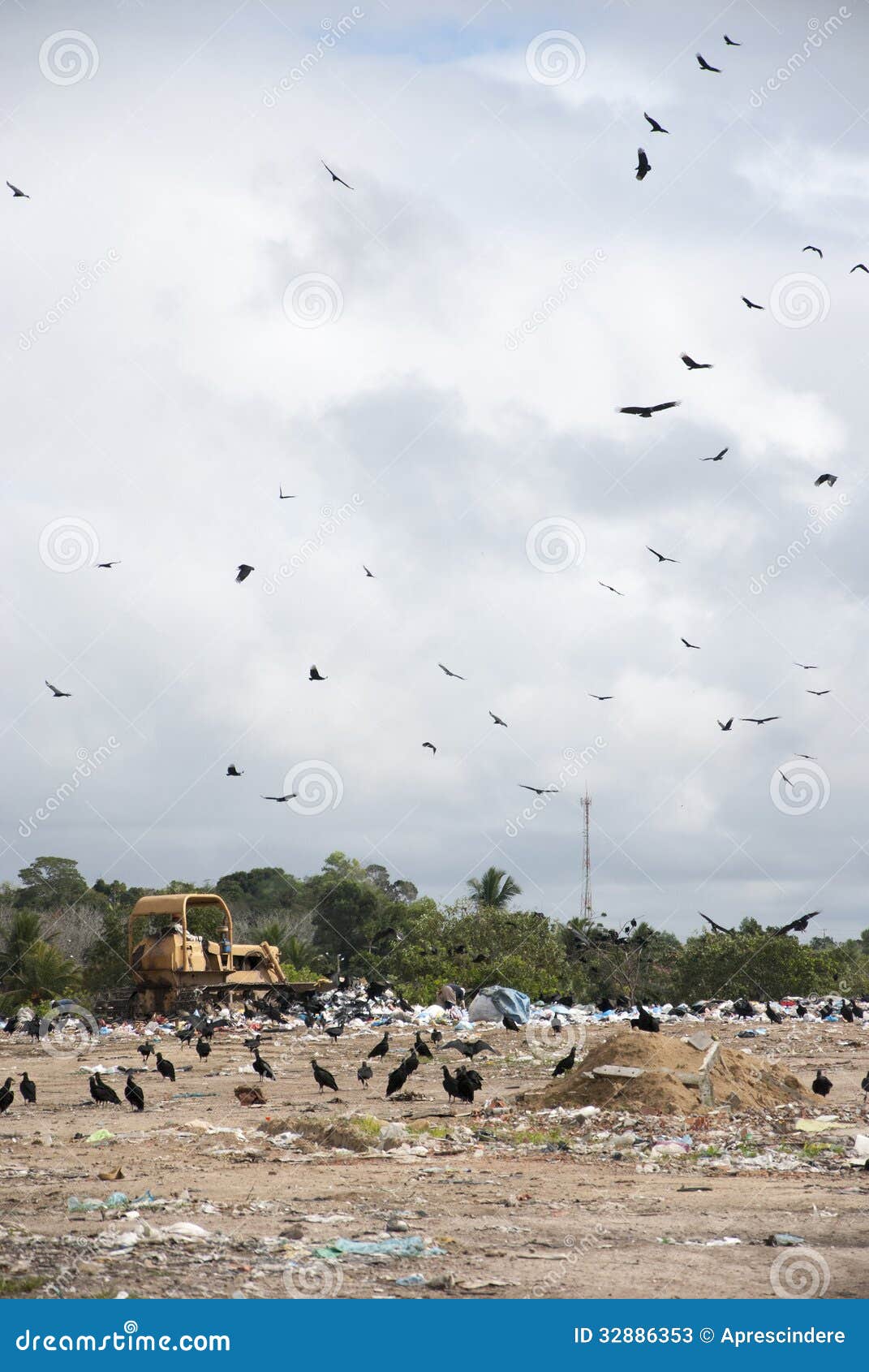 Mycket stora fåglar på nedgrävning av sopor