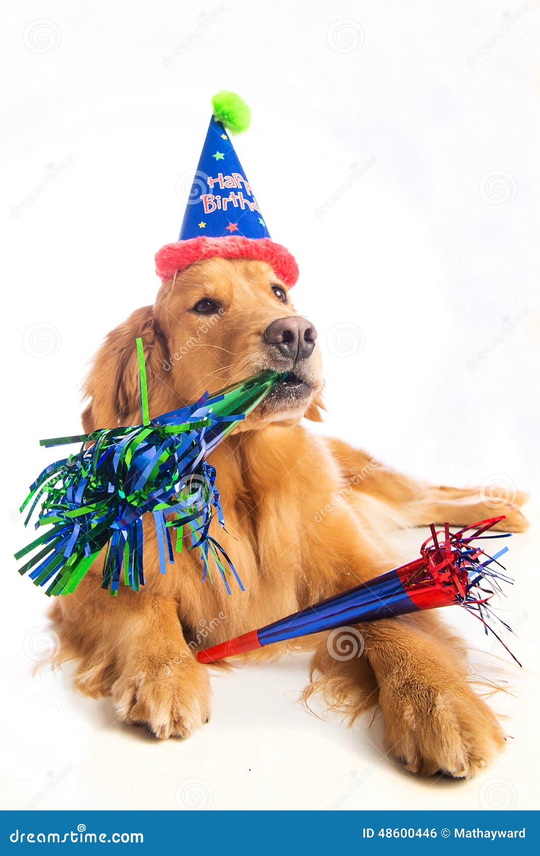 F te D anniversaire De Chien Photo stock Image du beau F te D anniversaire De Chien Photo stock Image du beau