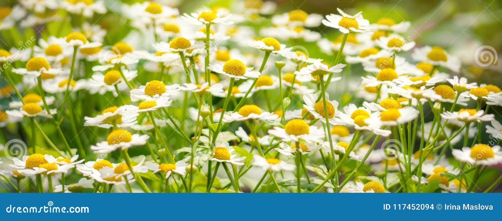 För kamomillfält för lösa blommor bakgrund för vår för sommar för solljus för växt för tusensköna