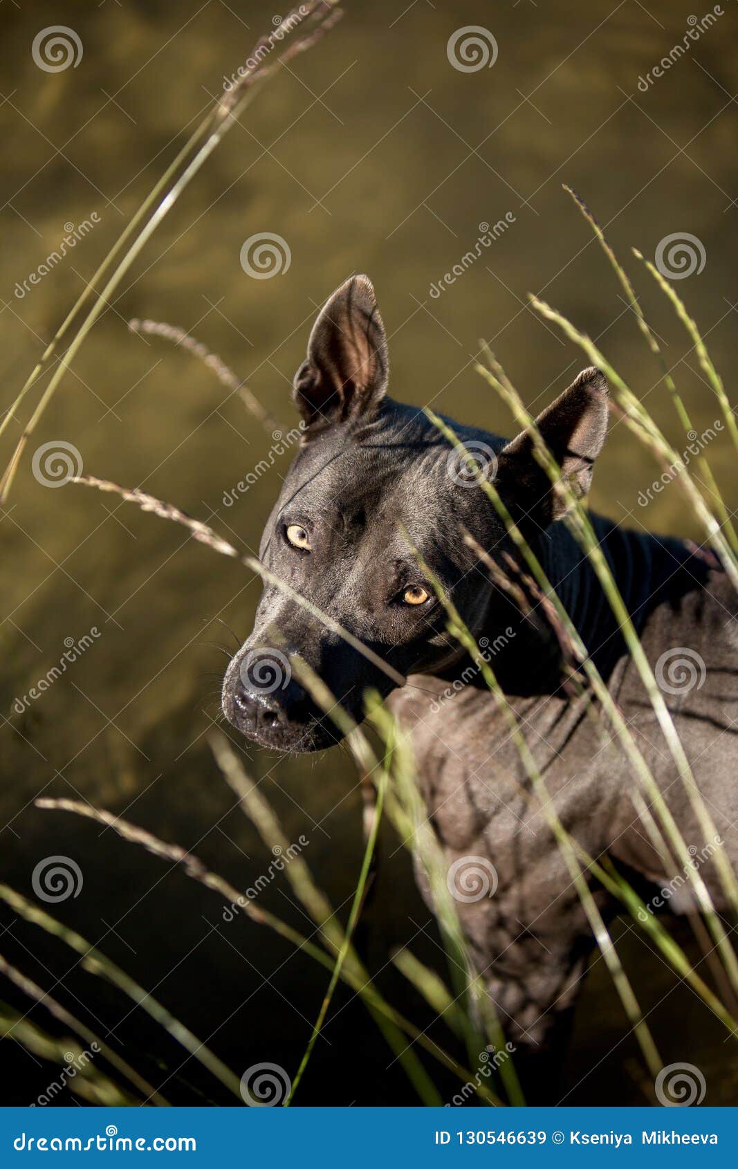 Förbluffa för Ridgeback för stående det gråa thailändska staget hund i gräs i skogen