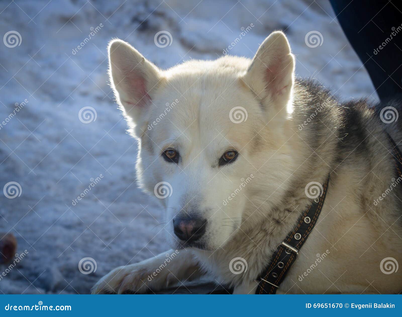 Förfölja. Härlig stående av den stora hunden