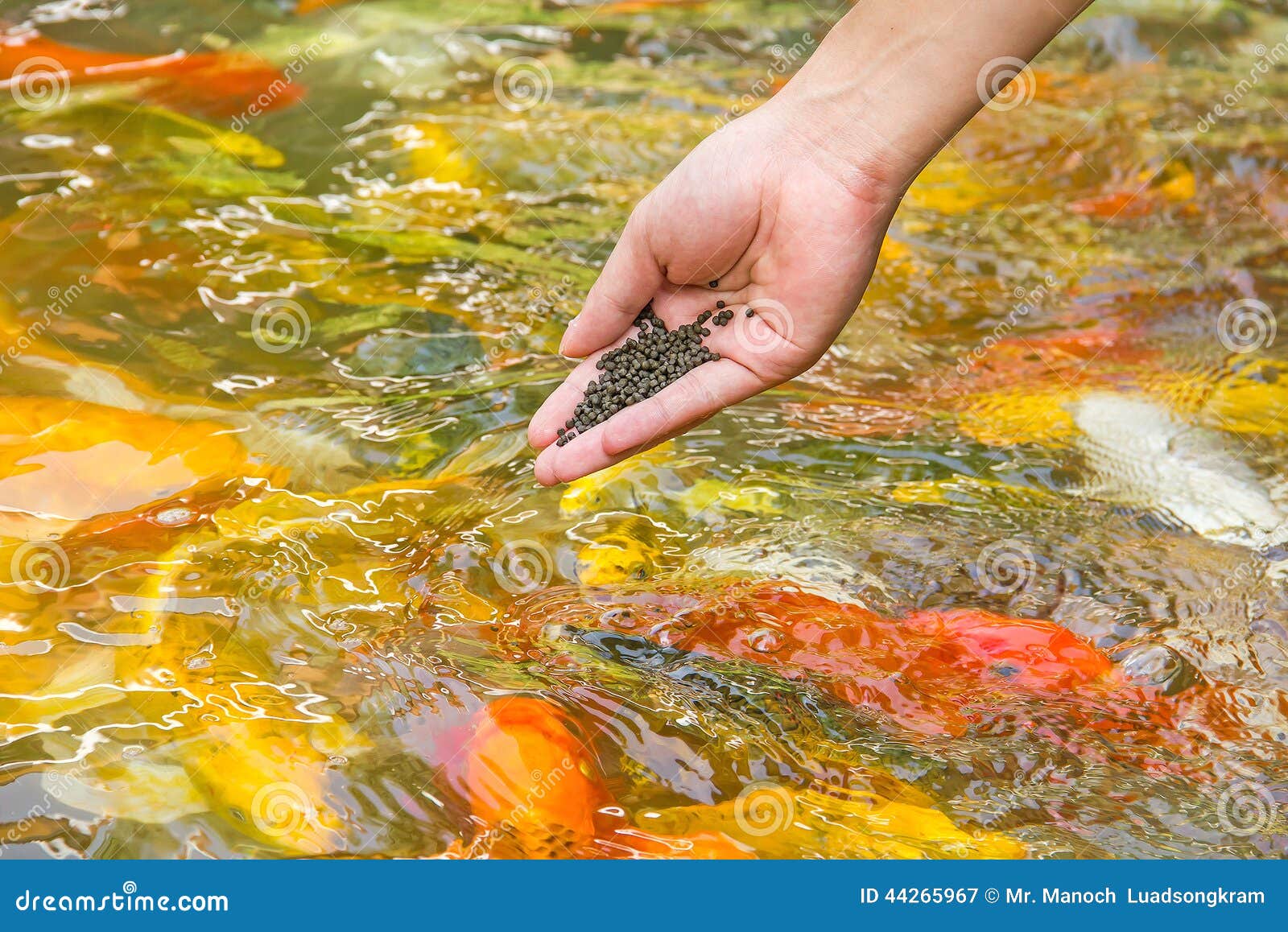 Fütterungskoi mit der Hand. Tierasiatischer Wasserhintergrund schön