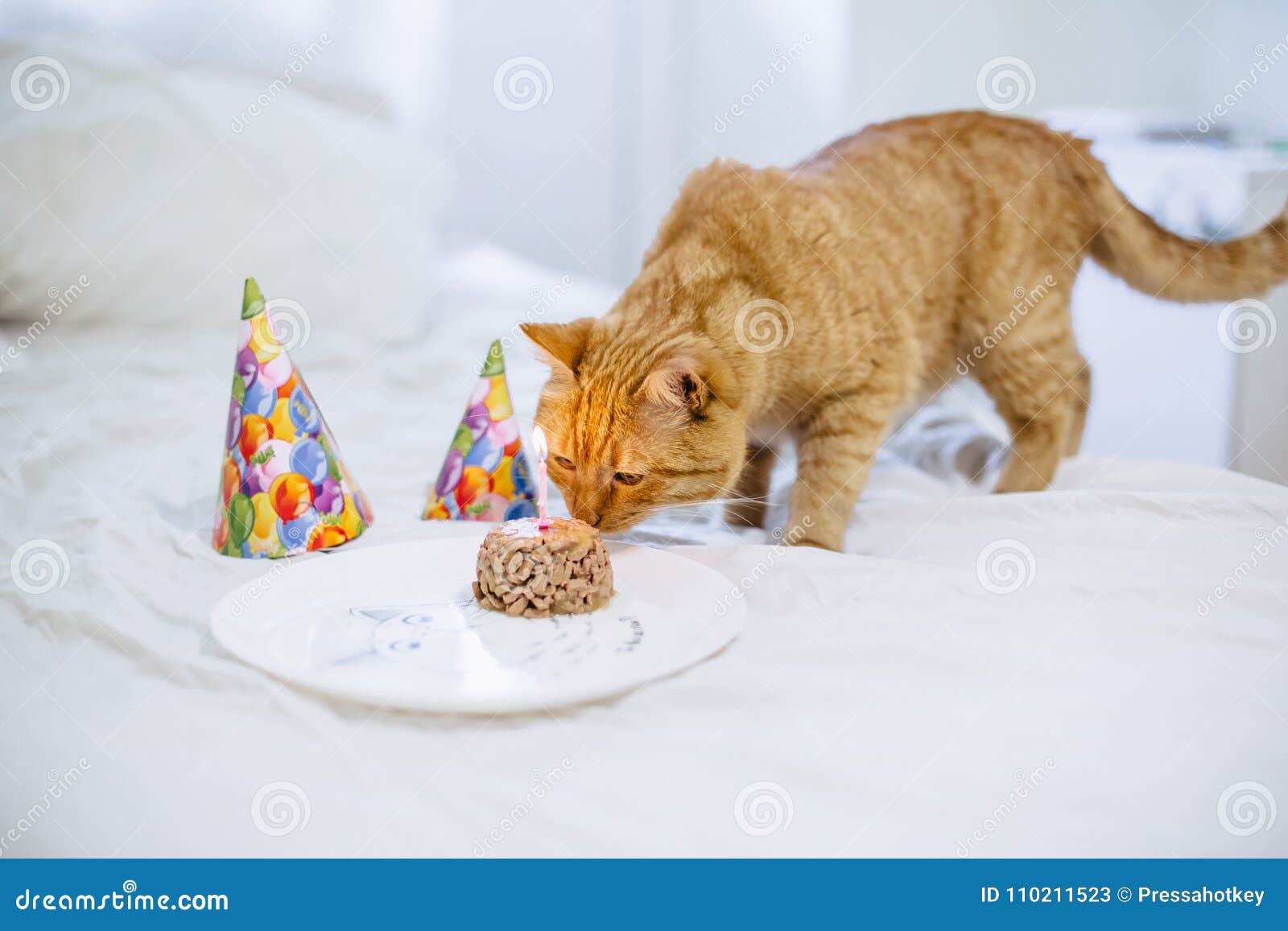 Gateau D Aliment Pour Animaux Familiers Pour L Anniversaire De Chat Image Stock Image Du Gateau Chat Gateau D Aliment Pour Animaux Familiers Pour L Anniversaire De Chat Image Stock Image Du Gateau Chat