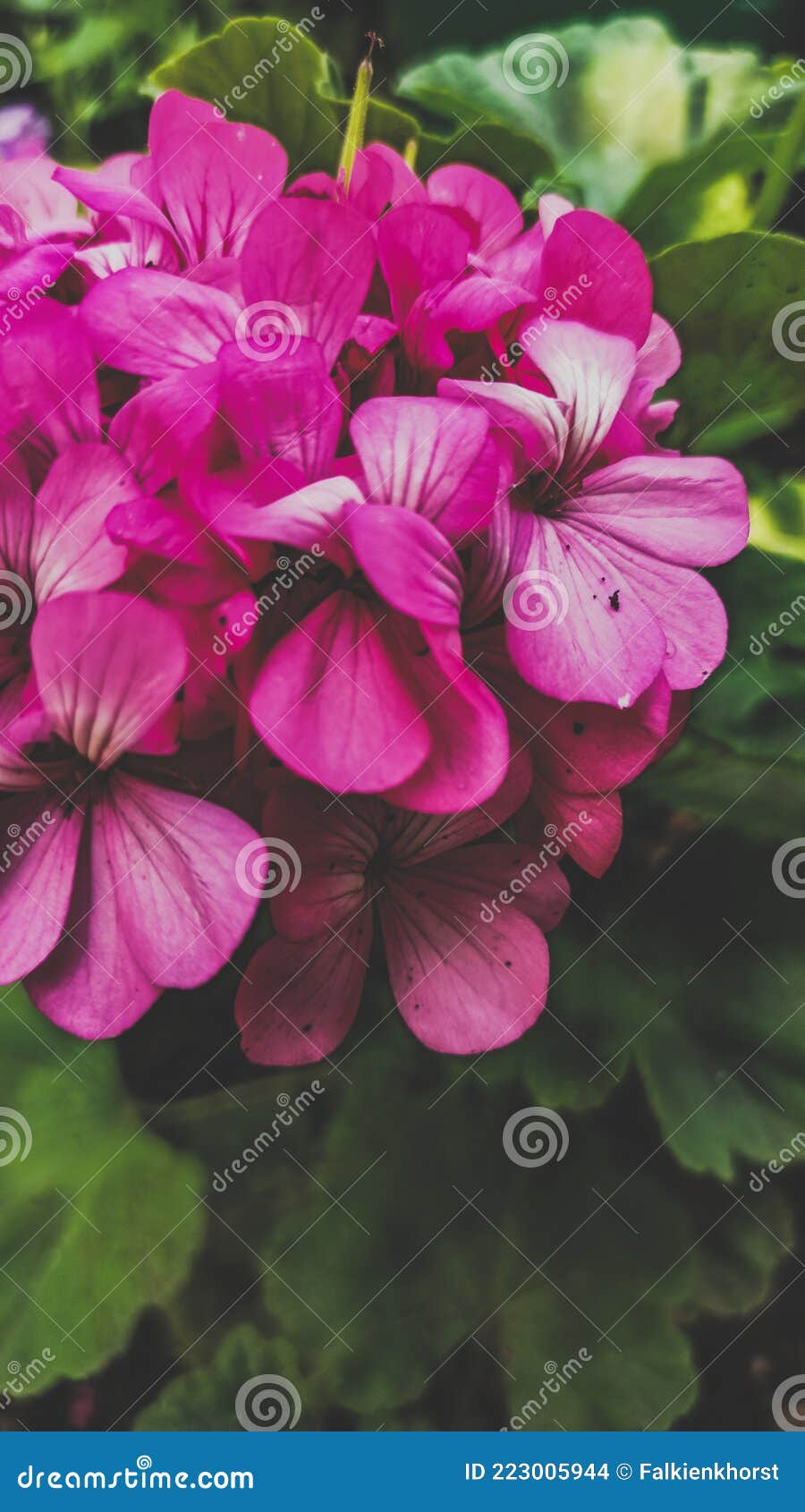 Géranio Rosa Cerrar Imágenes Descargar Hermosa Flor De Fondo Foto de archivo - Imagen de arbusto, lirio: 223005944 Géranio Rosa Cerrar Imágenes Descargar Hermosa Flor De Fondo Foto de archivo - Imagen de arbusto, lirio: 223005944