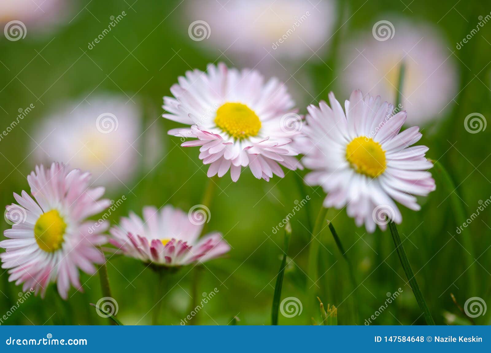 Daisy flowers in grass spring daisyCommon daisy, Gardening concept