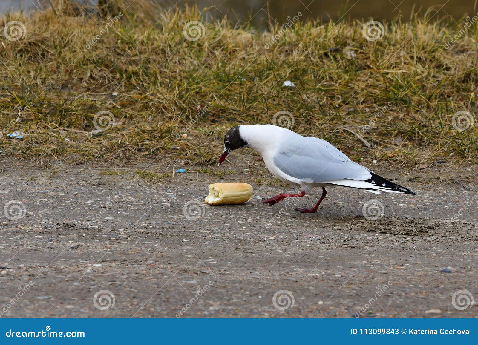 Gabbiani Che Combattono Sopra Il Pezzo Di Pane Immagine Stock Immagine Di Animali Combattimento