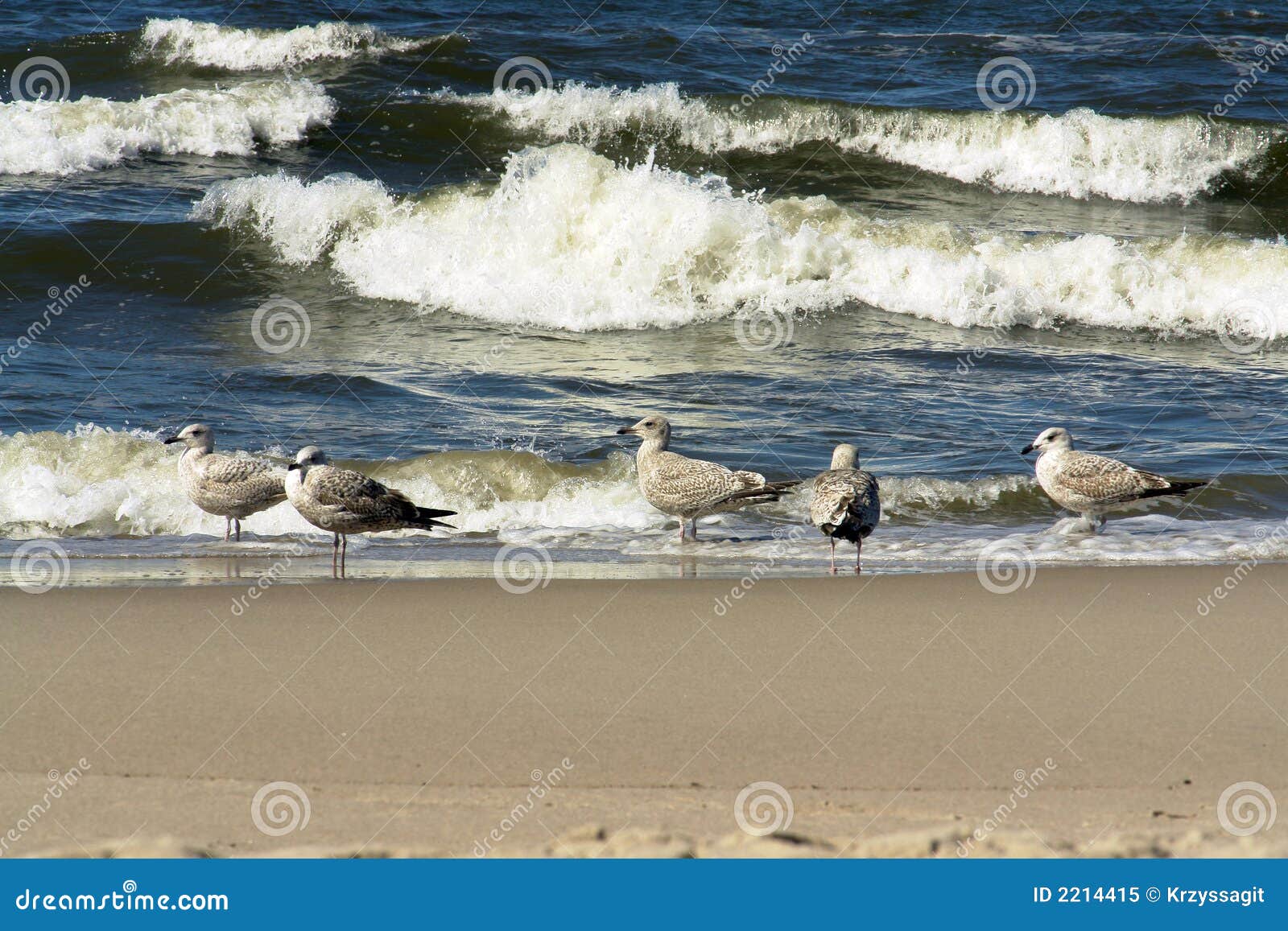 GABBIANI DI MARE SULLA SPIAGGIA. Alcuni gabbiani di mare su una spiaggia, un di loro volo, qualche gente nei precedenti.