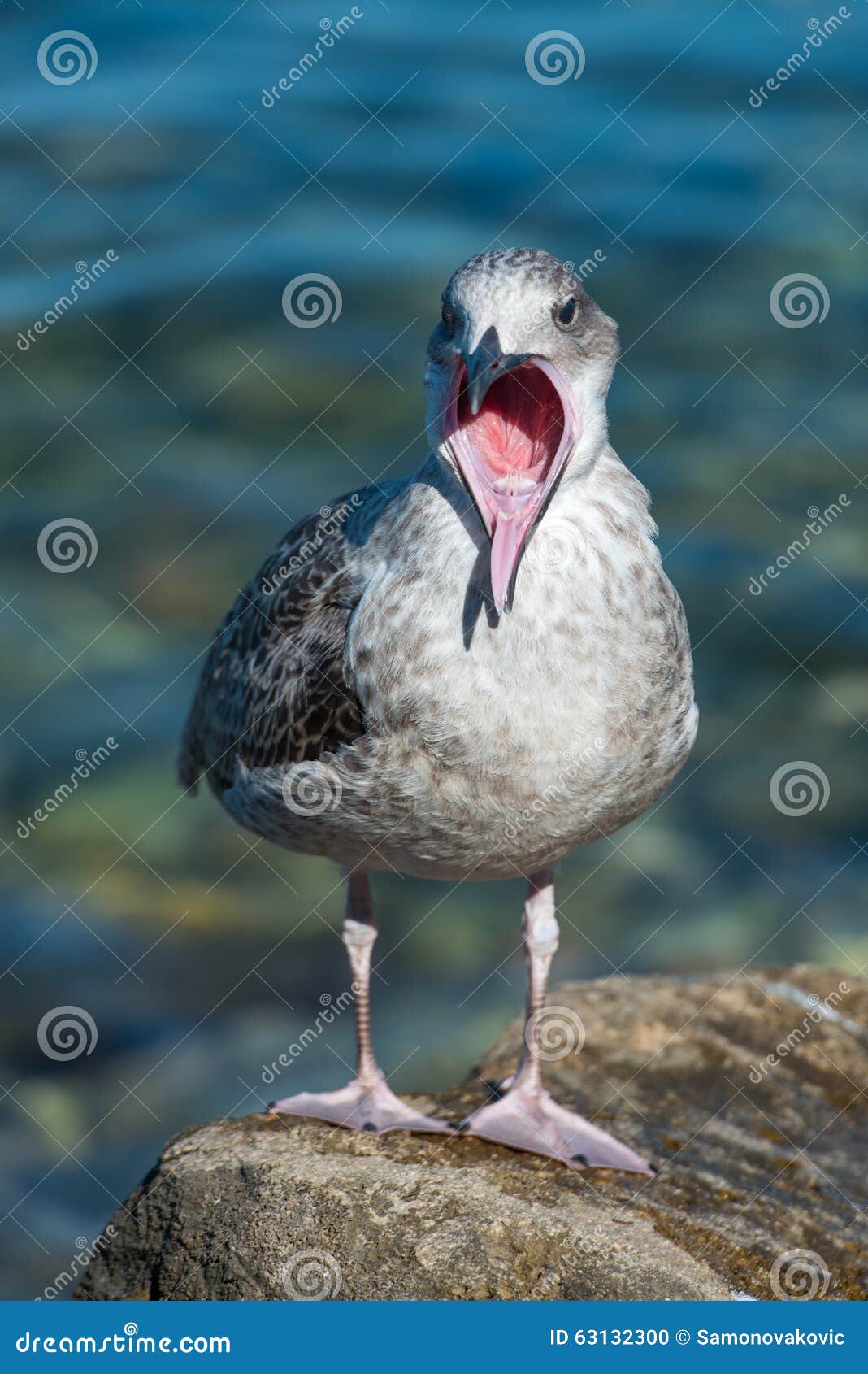 Gabbiano Con La Bocca Aperta Fotografia Stock - Immagine di affamato