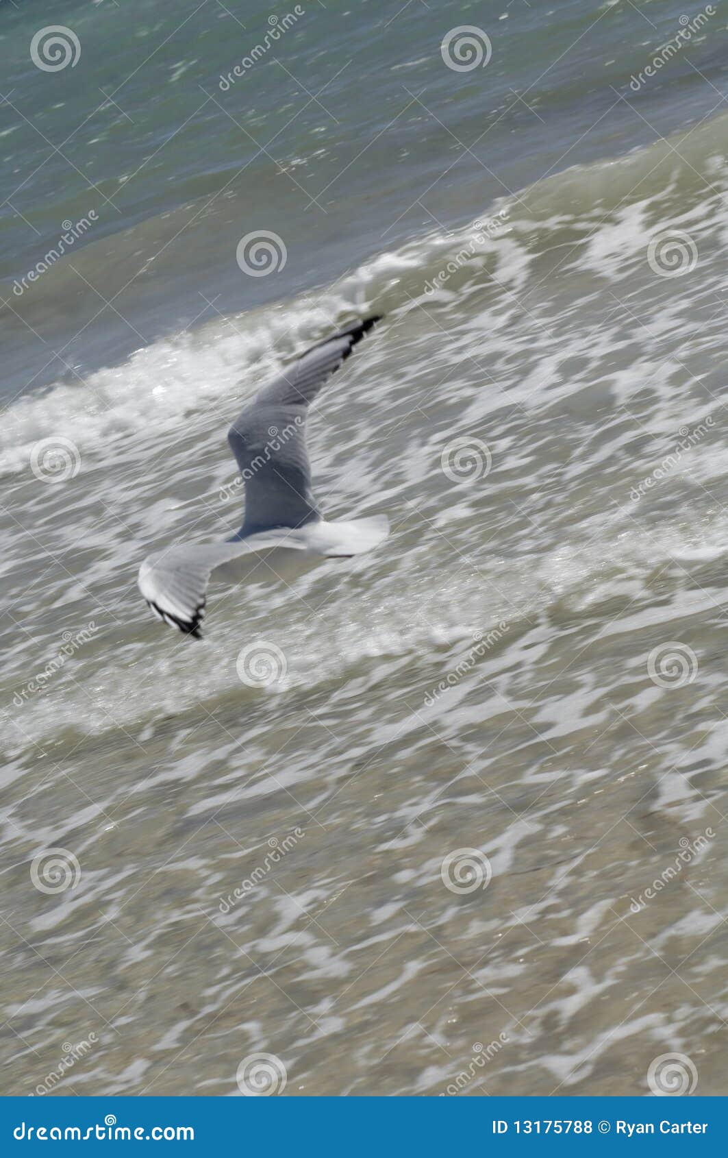 Volo del gabbiano di mare sopra la sabbia e l'acqua alla spiaggia.