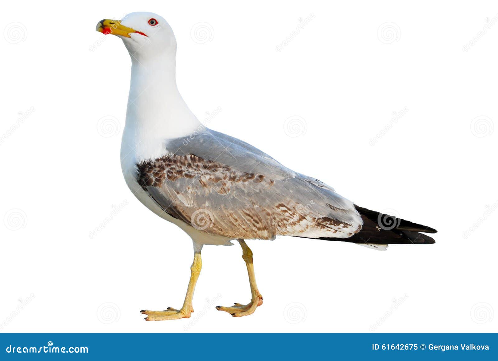 Uccello di mare Gabbiano di volo isolato su bianco