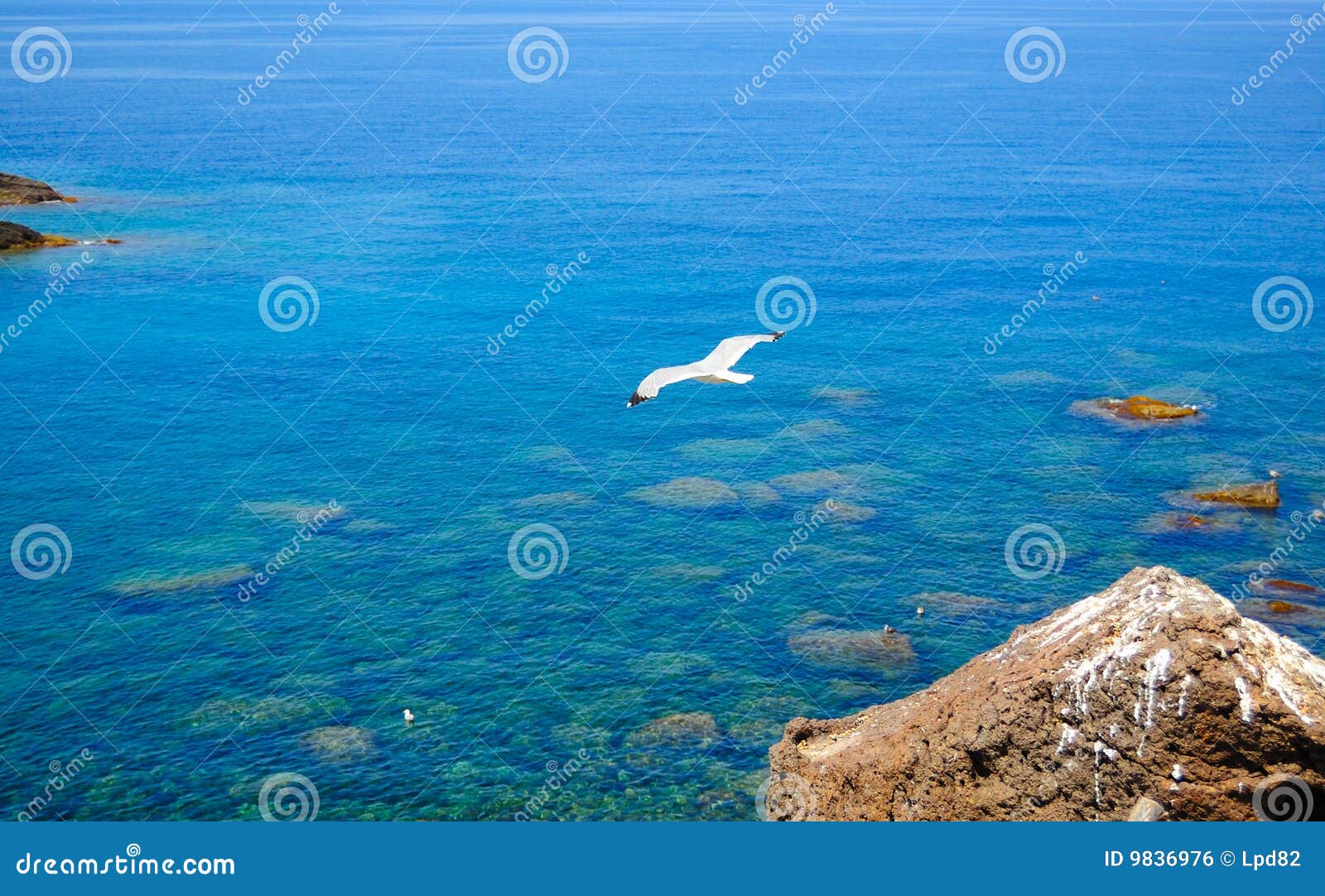 gabbiano in volo