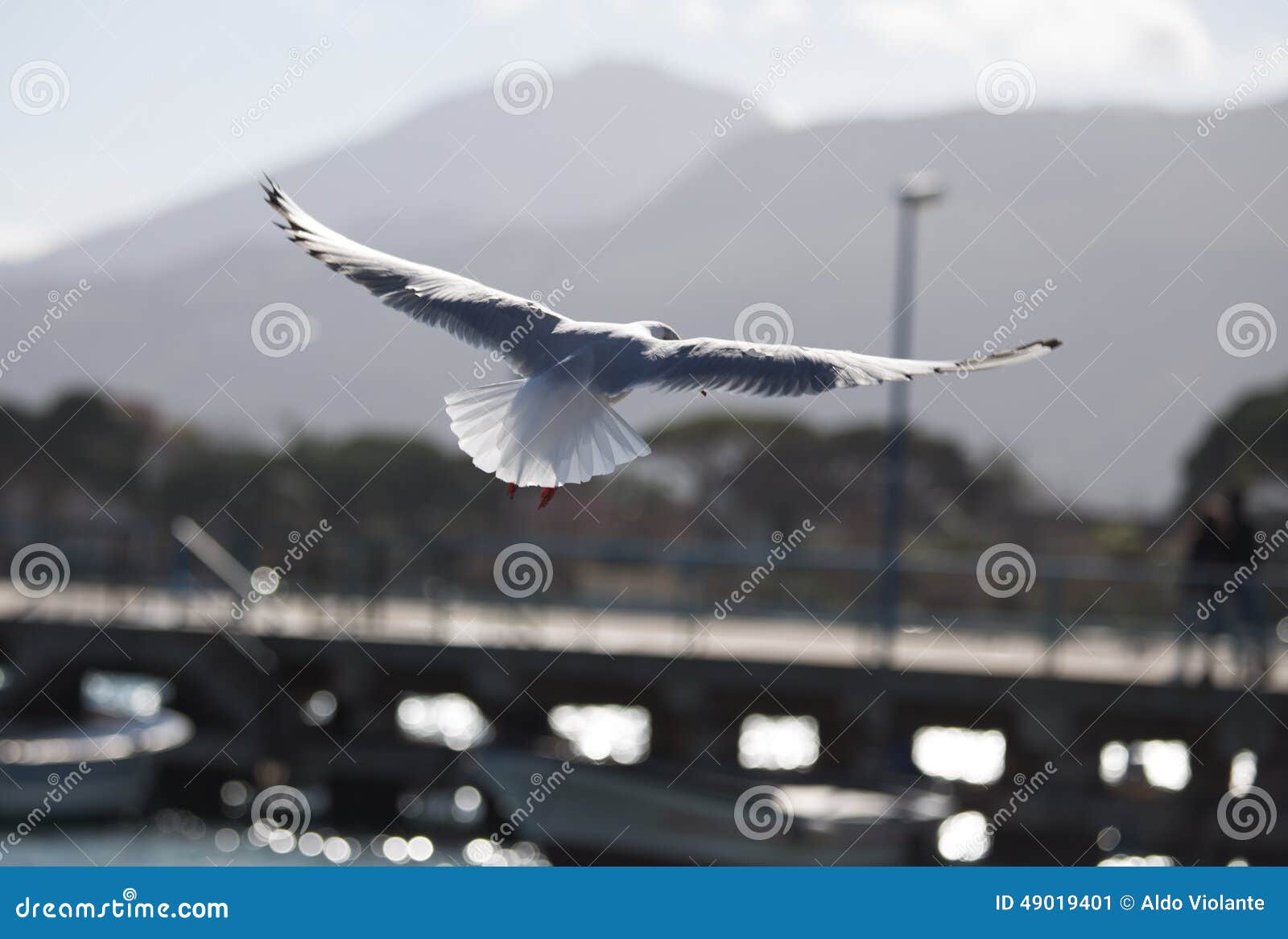 gabbiano in volo ad ali aperte seagull in flight with open wings