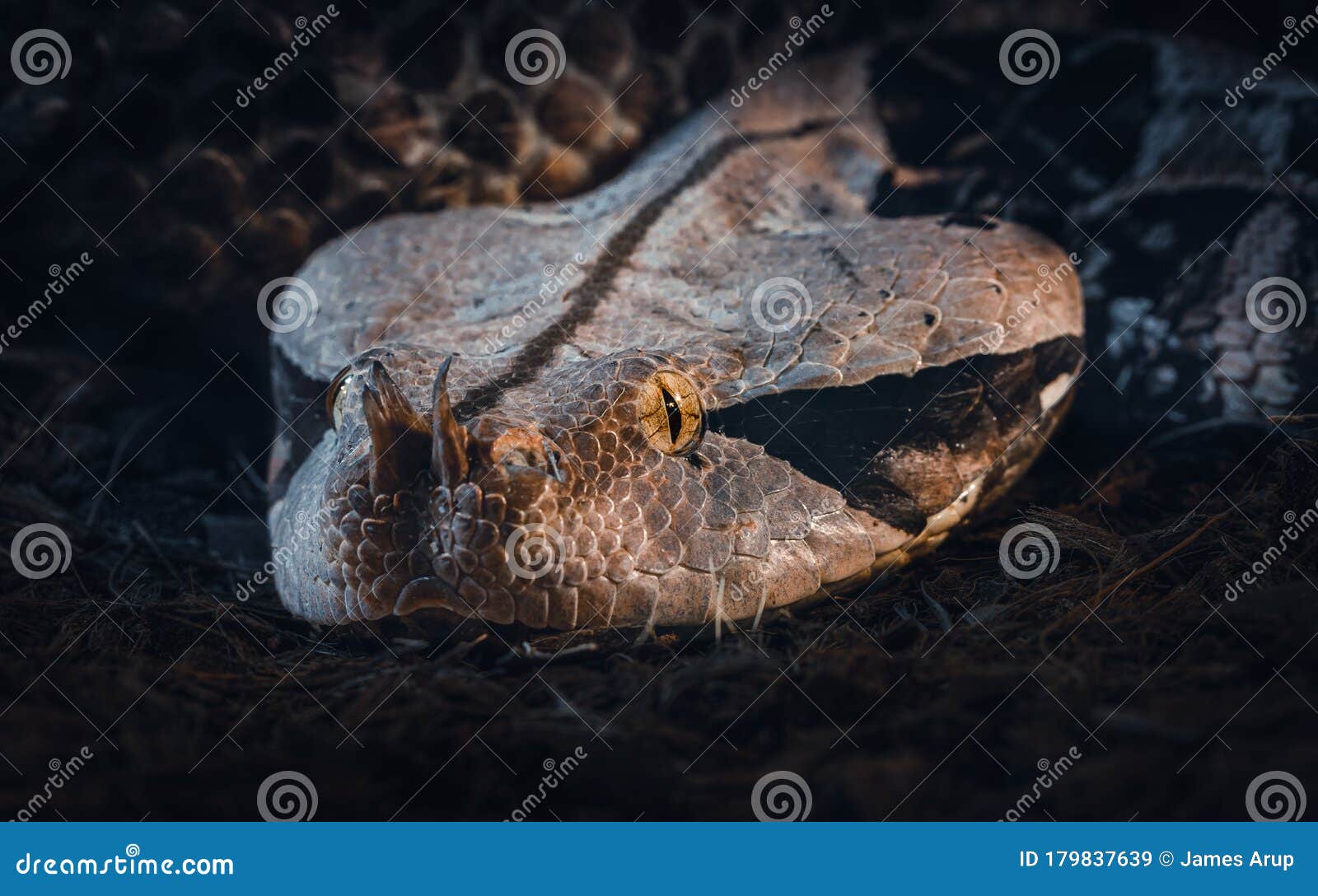 gaboon viper bitis gabonica close up